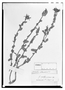 Field Museum photo negatives collection; Genève specimen of Grindelia subdecurrens DC., MEXICO, J. Mendez, Type [status unknown], G