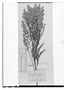 Field Museum photo negatives collection; Genève specimen of Solidago domingensis DC., DOMINICAN REPUBLIC, C. G. Bertero, Type [status unknown], G