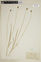 Carex hoodii image