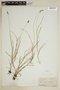 Carex hookeriana image