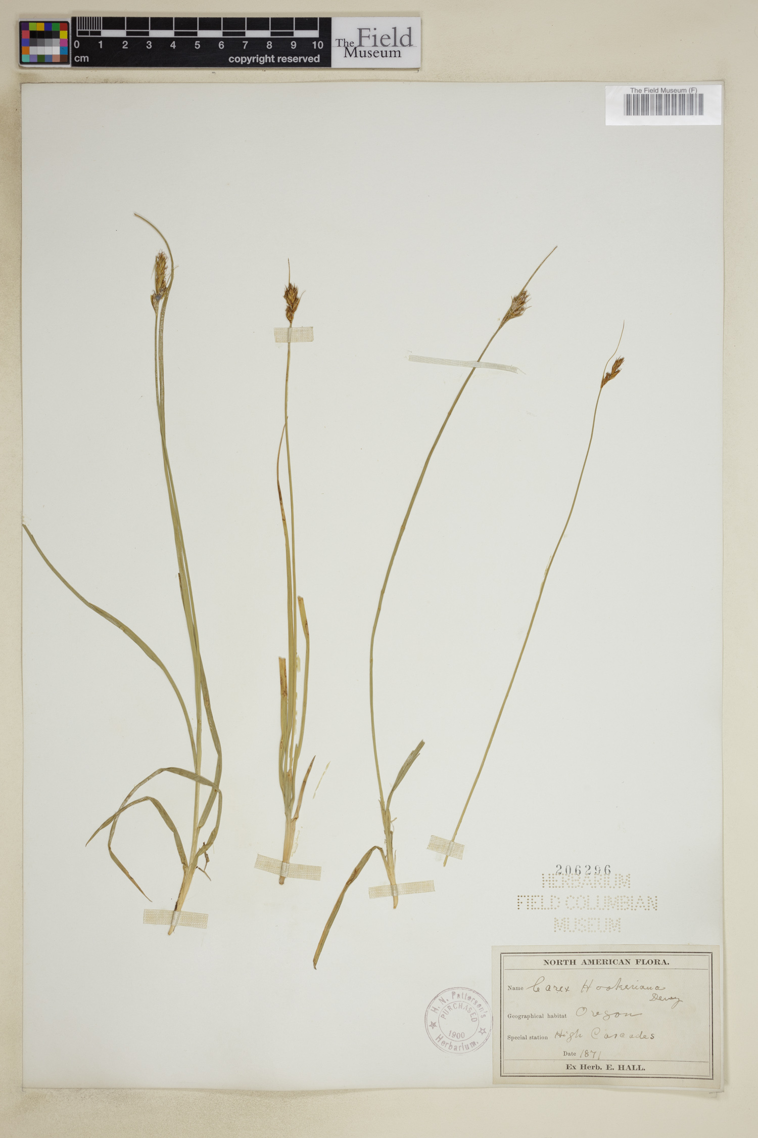 Carex hookeriana image