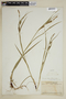 Carex houghtoniana image