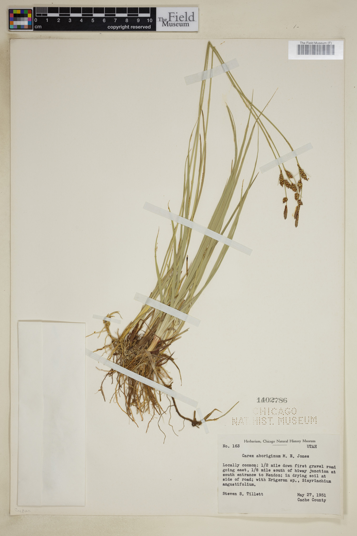 Carex aboriginum image