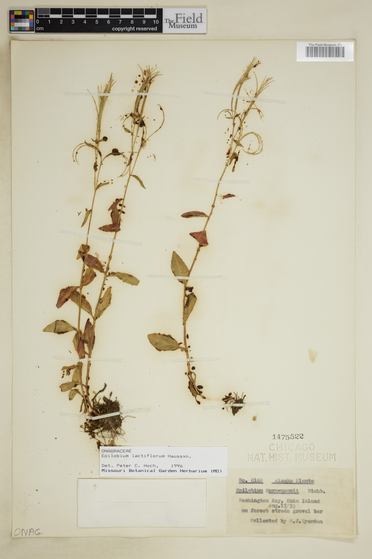 Epilobium lactiflorum image