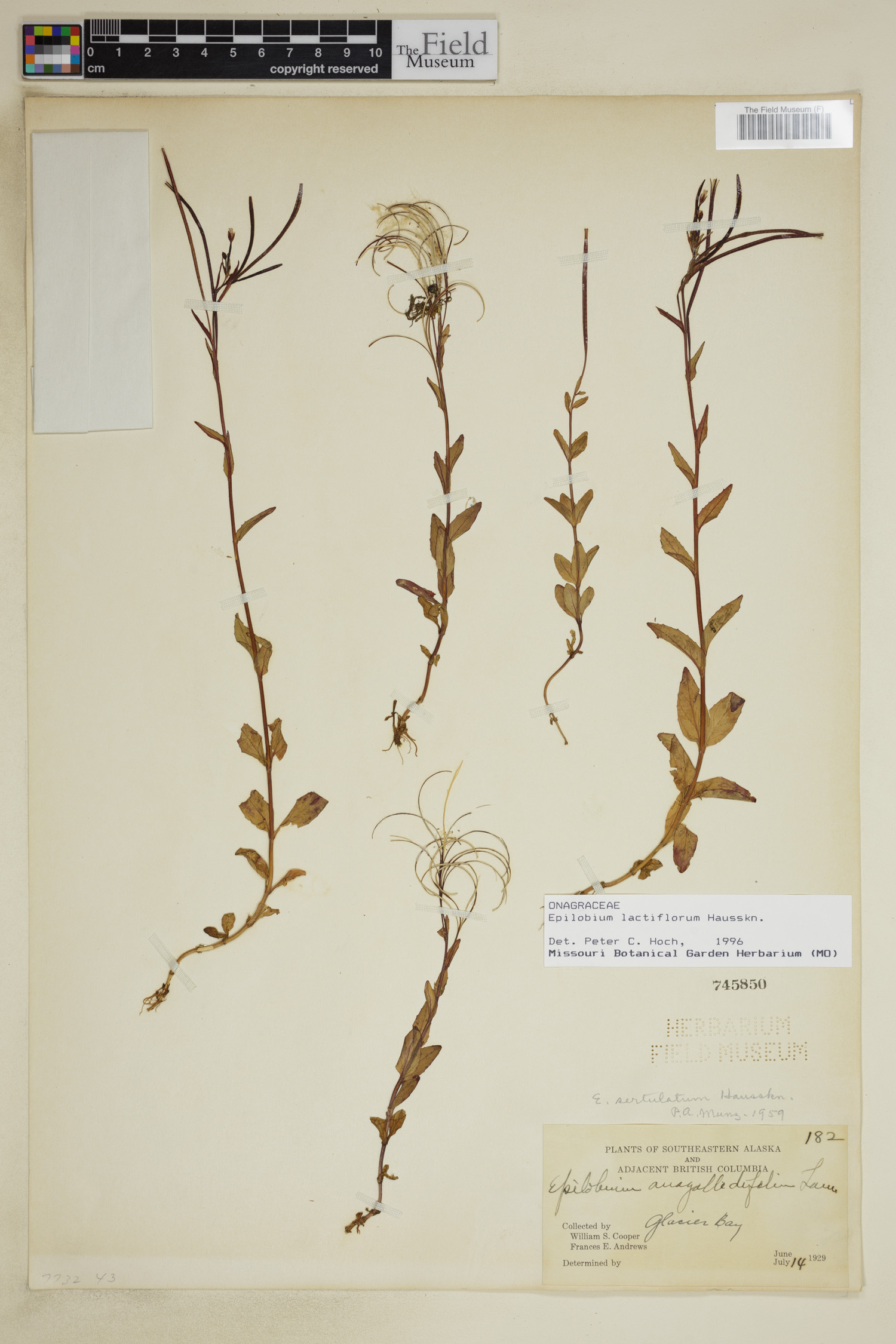 Epilobium lactiflorum image