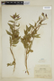 Epilobium latifolium L., U.S.A., P. J. Anderson 1264, F