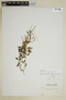 Epilobium latifolium L., U.S.A., H. C. Cowles 1271, F