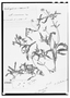 Field Museum photo negatives collection; Genève specimen of Melampodium cinereum DC., MEXICO, J. L. Berlandier 2243, Type [status unknown], G