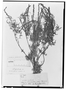 Field Museum photo negatives collection; Genève specimen of Ambrosia fruticosa DC., MEXICO, J. L. Berlandier 2112, Type [status unknown], G
