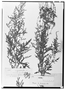 Field Museum photo negatives collection; Genève specimen of Ambrosia psilostachya DC., MEXICO, J. L. Berlandier 2280, Type [status unknown], G