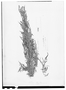 Field Museum photo negatives collection; Genève specimen of Ambrosia confertiflora DC., MEXICO, J. L. Berlandier 2297, Type [status unknown], G