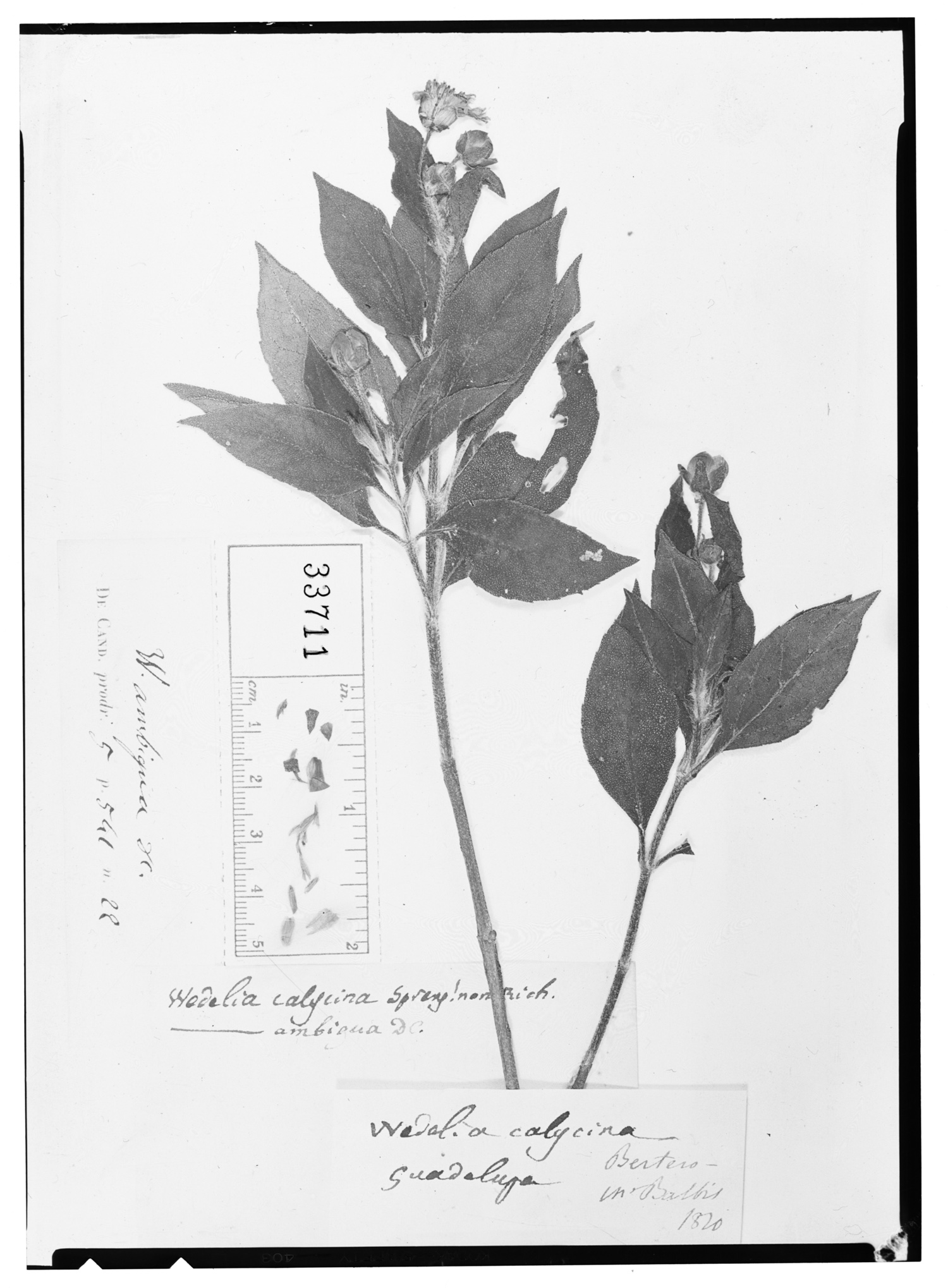 Wedelia calycina image