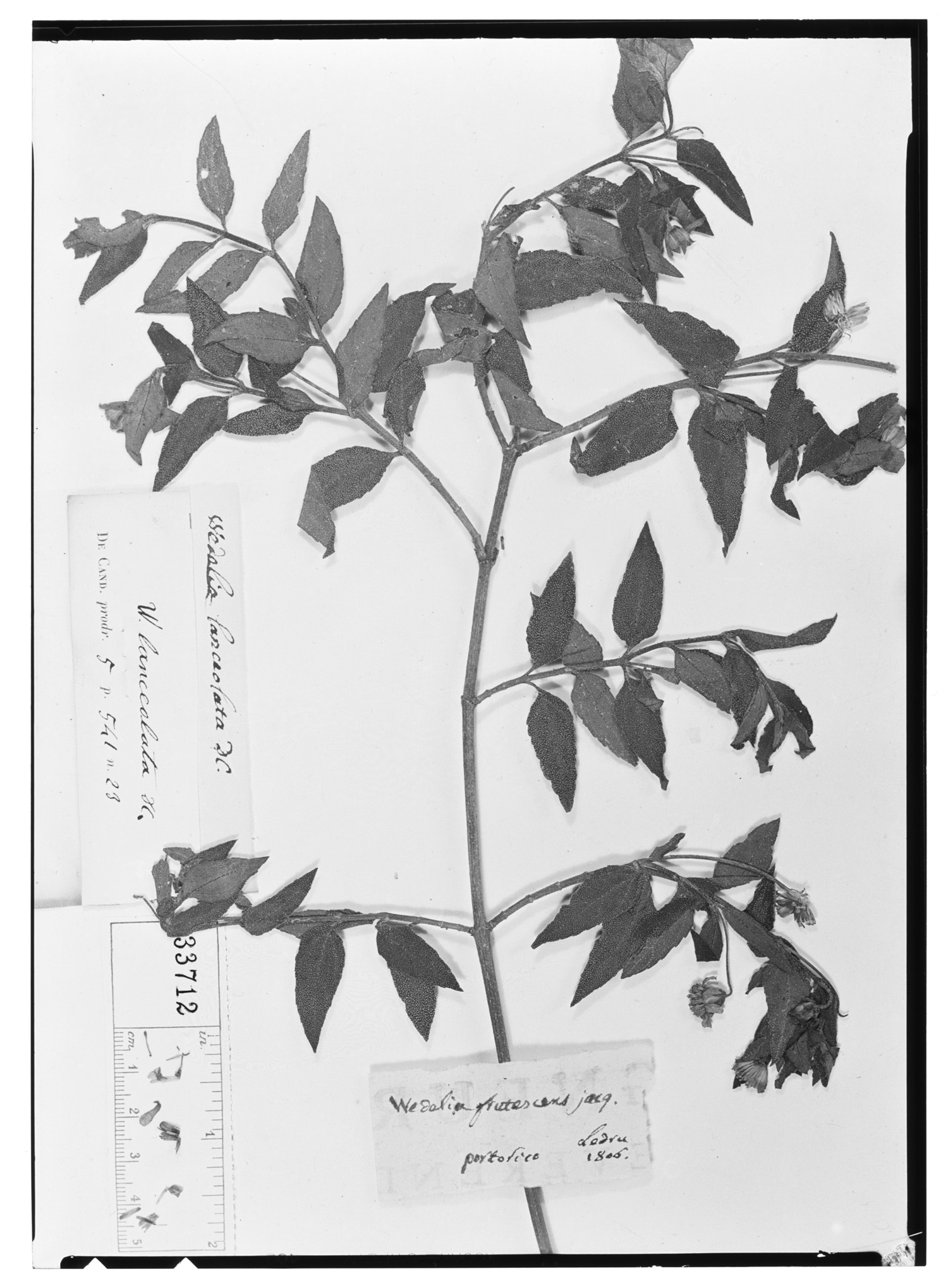 Wedelia lanceolata image