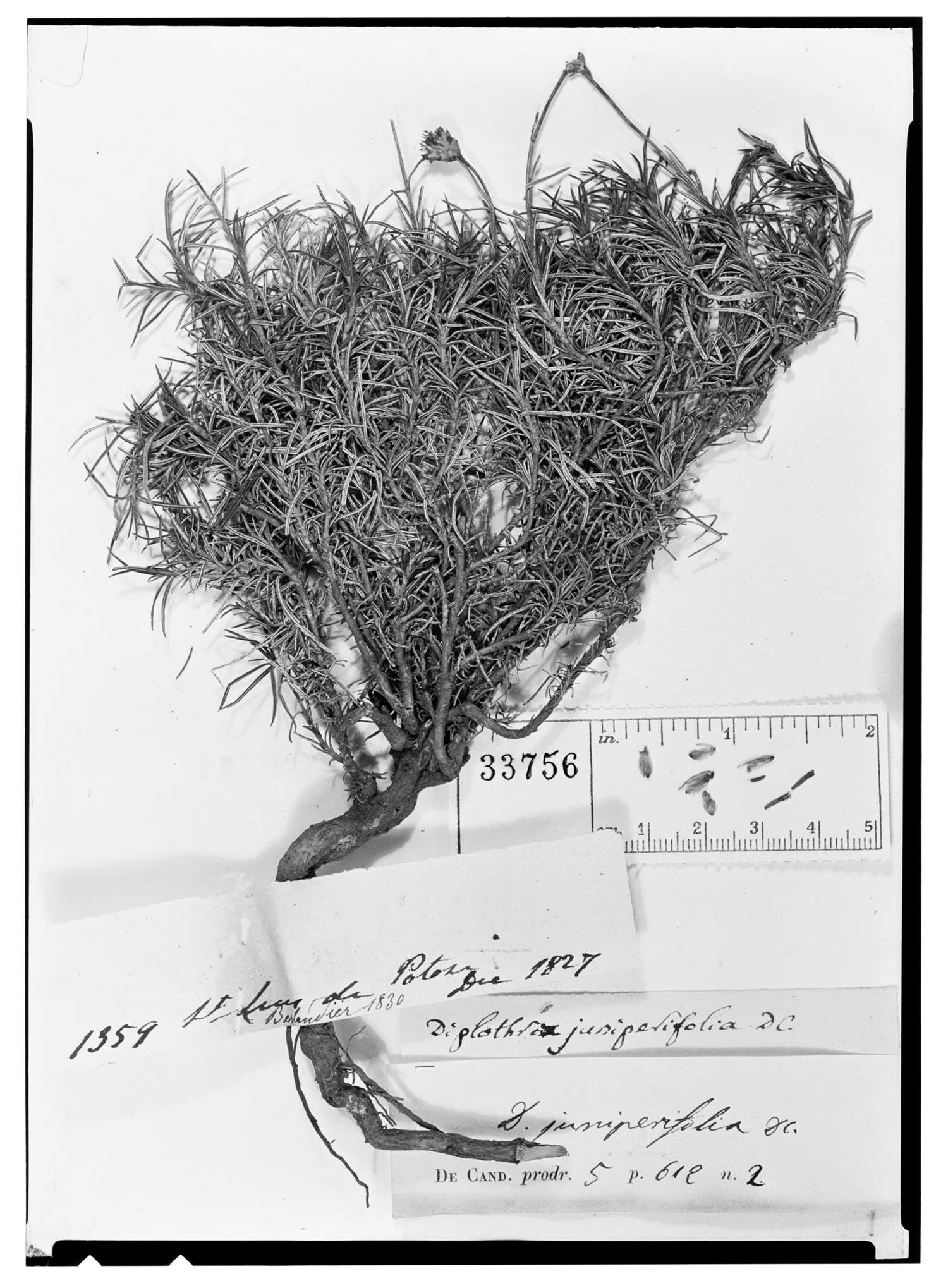 Zinnia juniperifolia image