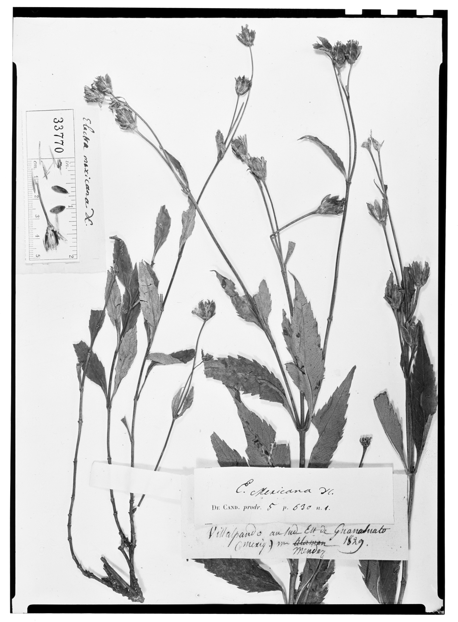 Coreopsis mutica var. mutica image