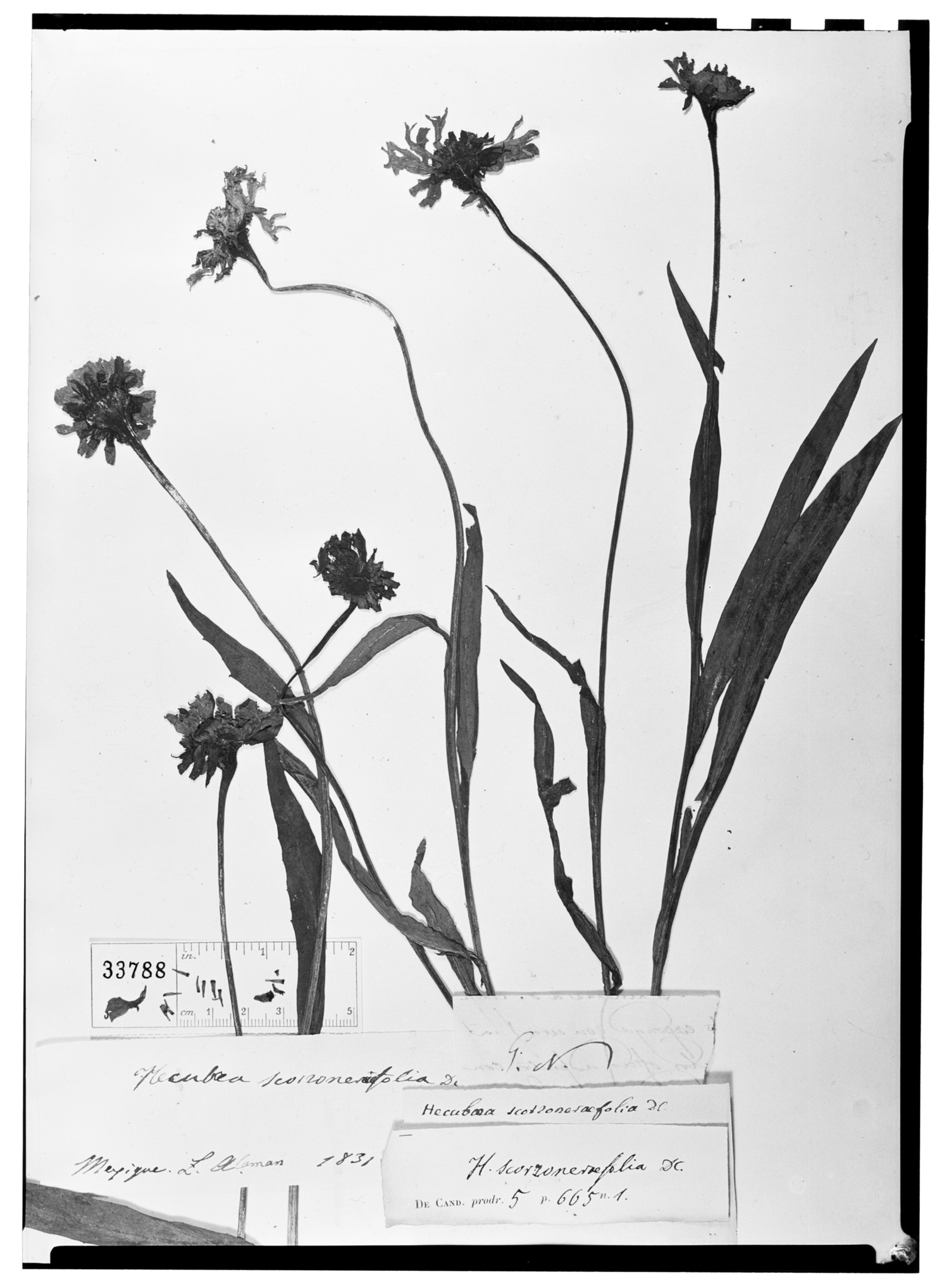 Helenium scorzoneraefolium image