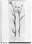 Field Museum photo negatives collection; Genève specimen of Helenium elegans DC., MEXICO, J. L. Berlandier 1651, Type [status unknown], G