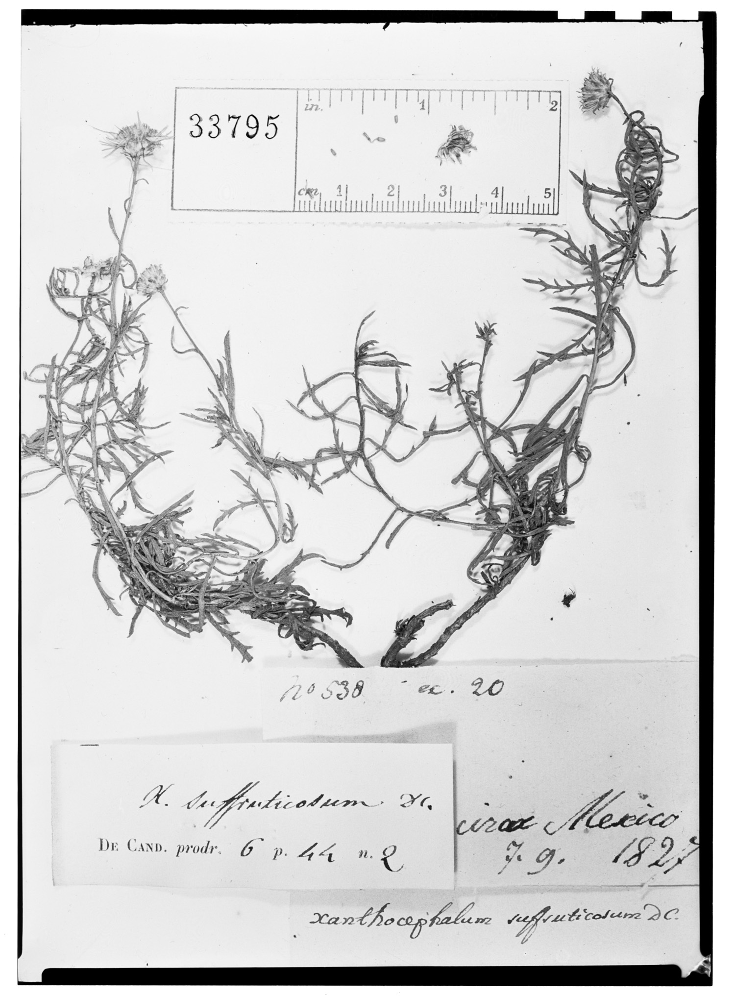 Xanthocephalum centauroides image
