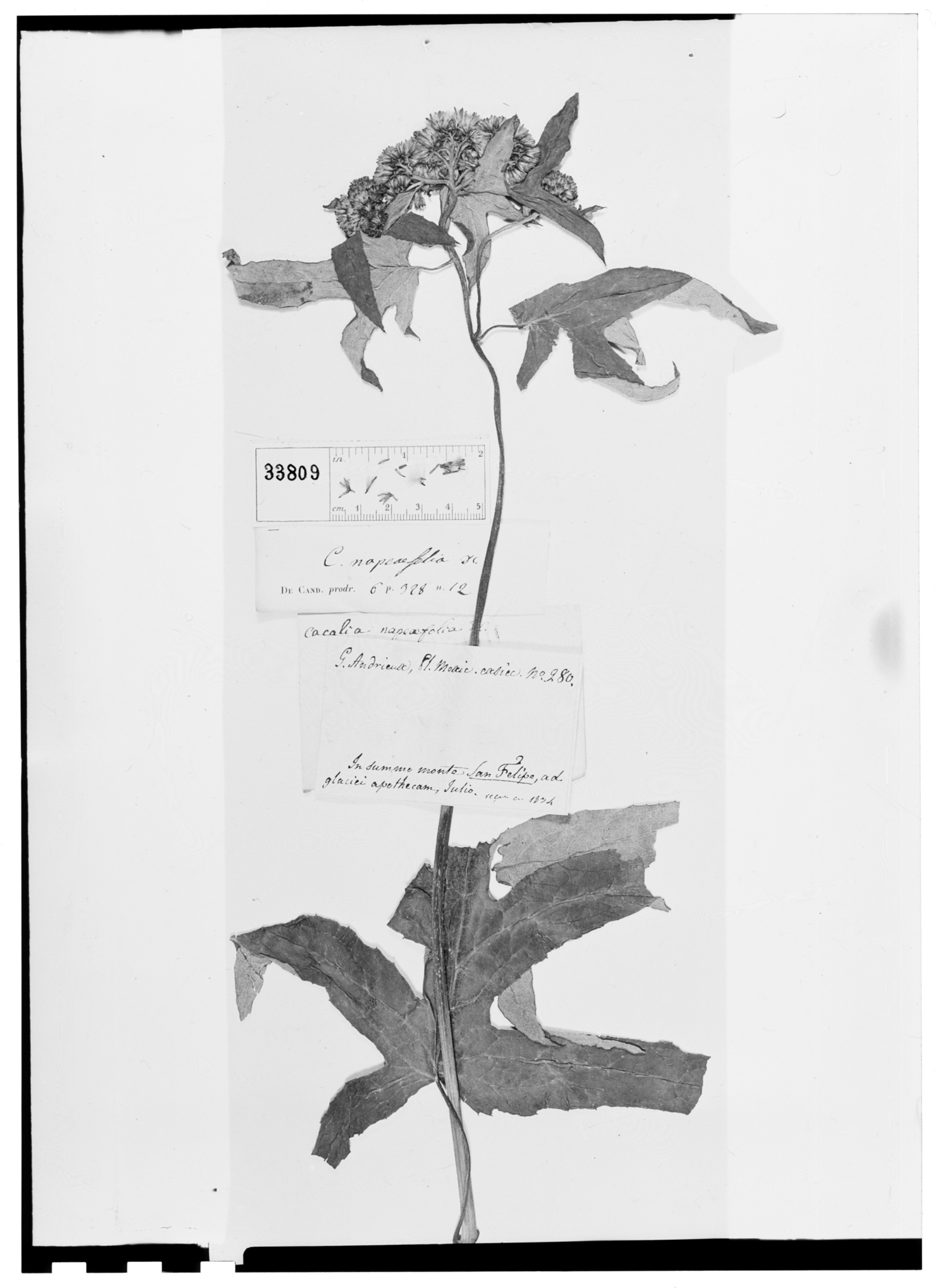 Digitacalia napeifolia image
