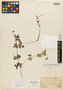 Geranium ayacuchense R. Knuth, Peru, A. Weberbauer 5563, Lectotype, F
