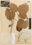 Croton arboreus Millsp., MEXICO, G. F. Gaumer 449, Lectotype, F