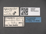 2822024 Aphaenogaster rudis l IN