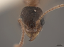 2822024 Aphaenogaster rudis h 2 IN
