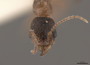 2822024 Aphaenogaster rudis h IN