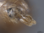 2822024 Aphaenogaster rudis p 2 IN