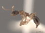 2822024 Aphaenogaster rudis p IN