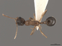 2822024 Aphaenogaster rudis d IN