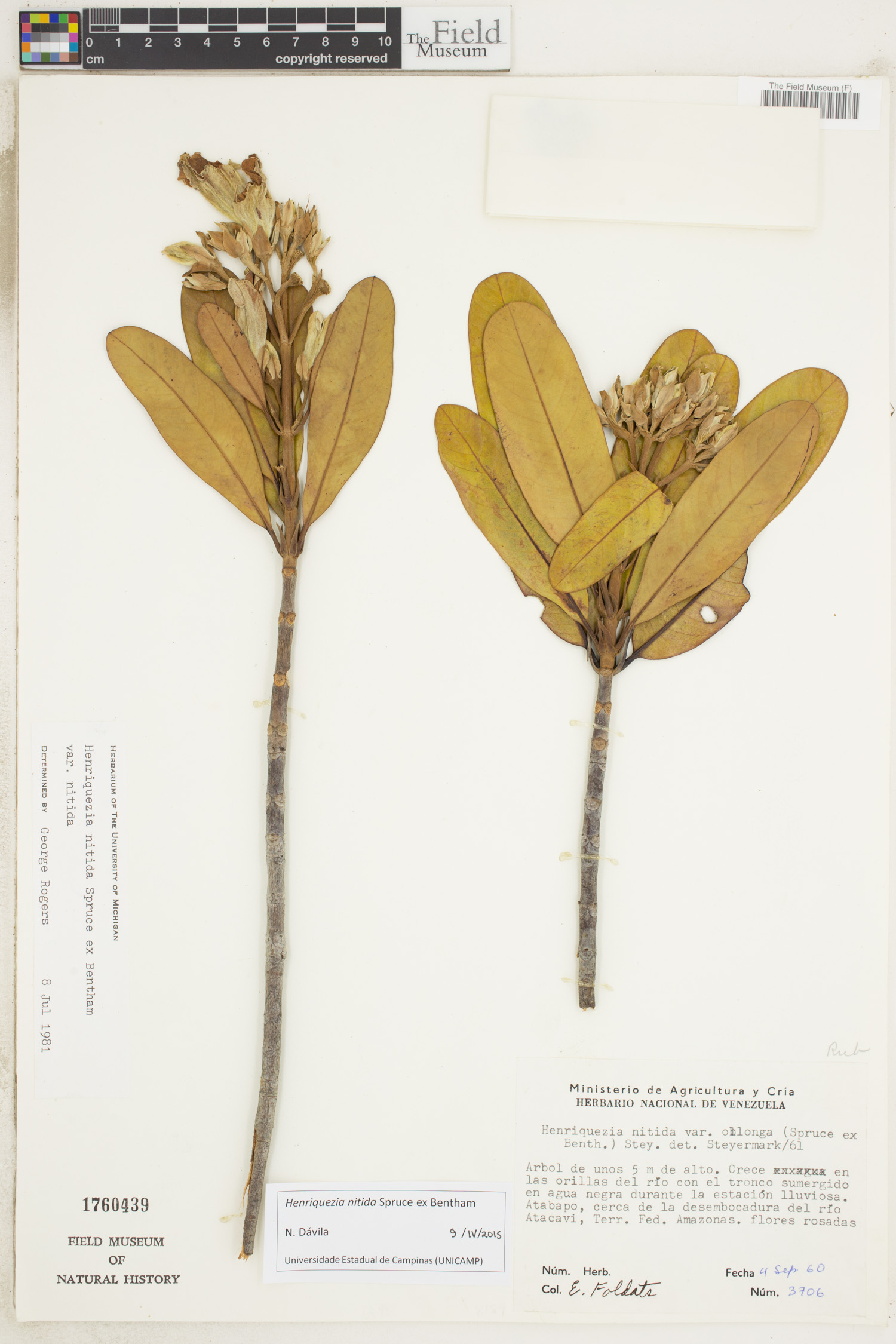 Henriquezia nitida | Rapid Reference | The Field Museum