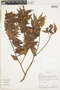 Eugenia biflora (L.) DC., Peru, J. Schunke Vigo 9800, F
