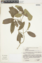 Gomidesia tijucensis (Kiaersk.) D. Legrand, BRAZIL, D. Sucre B. 7477, F