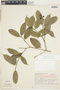 Myrcia acuminatissima O. Berg, Brazil, G. G. Hatschbach 14400, F