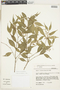 Myrcia acuminatissima O. Berg, Brazil, D. Sucre B. 7378, F