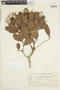 Myrcia citrifolia (Aubl.) Urb., Brazil, R. Reitz 594, F