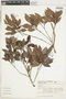 Myrcia guianensis (Aubl.) DC., Brazil, A. Custodio 266, F
