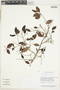 Myrcia guianensis (Aubl.) DC., Guyana, B. Hoffman 3702, F