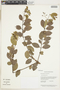 Myrcia guianensis (Aubl.) DC., Guyana, T. McDowell 2388, F