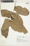 Myrcia heringii D. Legrand, Brazil, L. Bernacci 1035, F