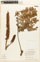 Dimorphandra pennigera Tul., Brazil, M. T. Madison 6689, F
