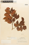 Copaifera officinalis (Jacq.) L., Brazil, A. Ducke 1361, F