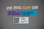 3048420 Planeustomus tropicus HT labels IN