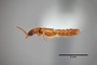 3048420 Planeustomus tropicus HT p IN