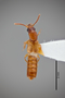 3048420 Planeustomus tropicus HT d IN