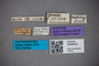 3048422 Bledius aethiops LT labels IN