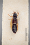 3048422 Bledius aethiops LT d IN