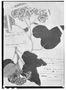 Field Museum photo negatives collection; Genève specimen of Senecio barba-johannis DC., MEXICO, Mairet, Type [status unknown], G
