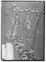 Field Museum photo negatives collection; Genève specimen of Bulbostylis lanata DC., MEXICO, J. Mendez, Type [status unknown], G